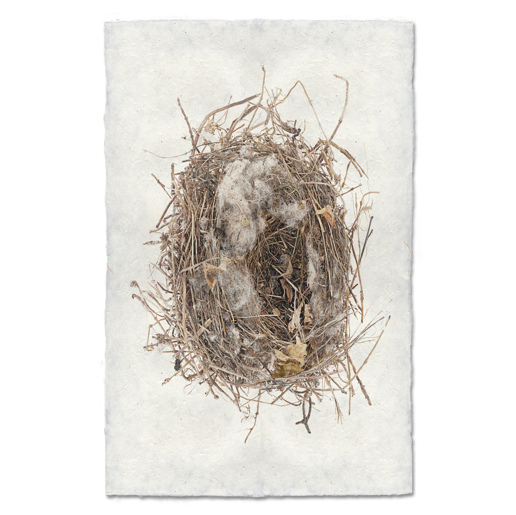 Scattered Leaves bird's nest wall art print — fine art avian photography on handmade paper, San Francisco
