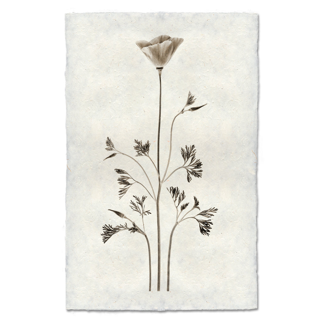 California Poppy — BARLOGA STUDIOS- fine photographs on intriguing papers
