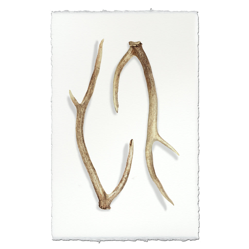 Deer Sheds #2