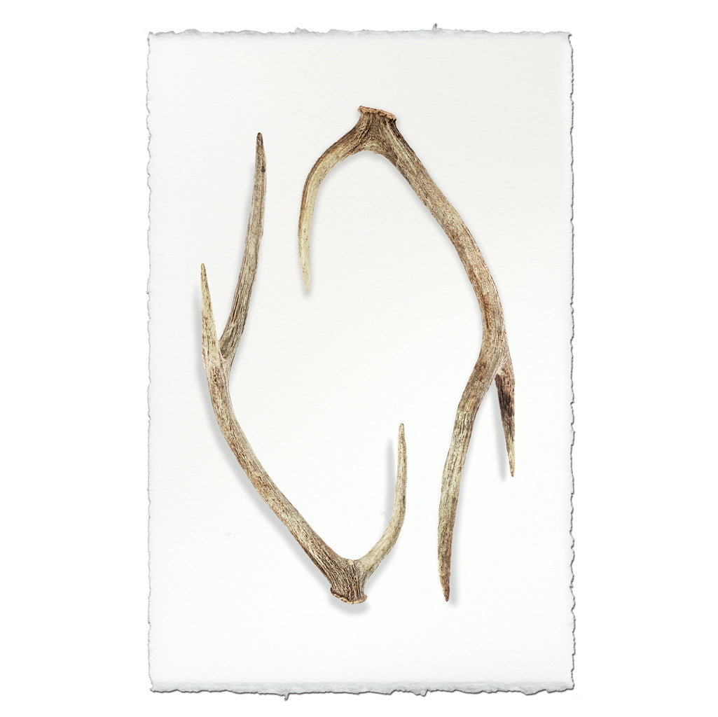 Deer Sheds #4