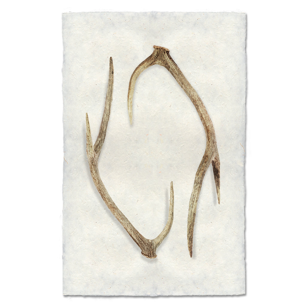 Deer Sheds #4