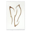 Deer Sheds #5