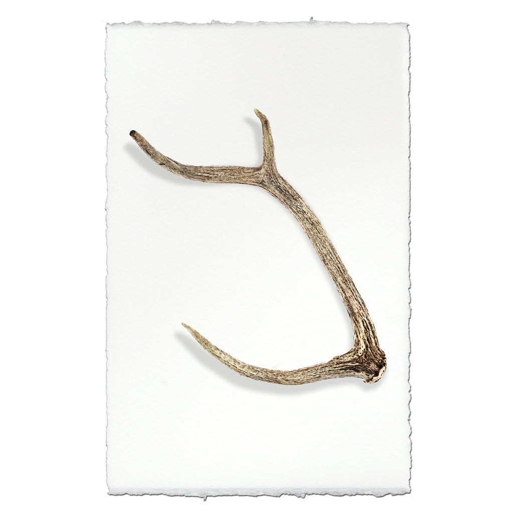 Deer Sheds #6