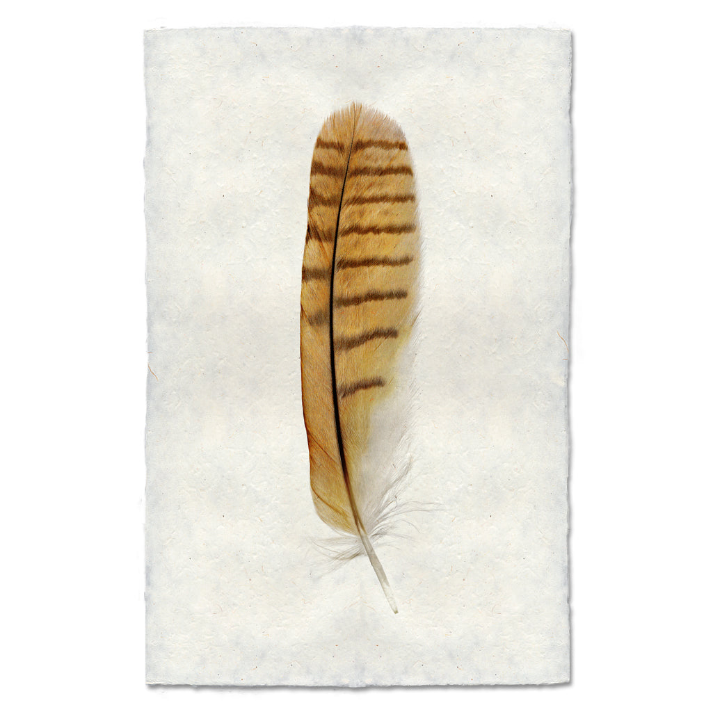 Short-Eared Owl colored feather wall art print — fine art feather photography on handmade paper, San Francisco