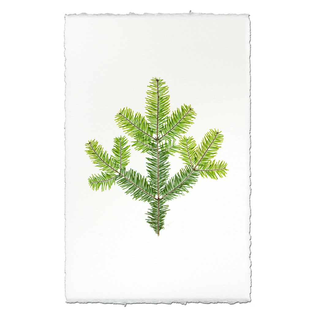Silver Fir