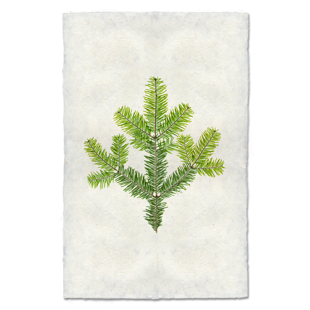 Silver Fir | Pine Bough Wall Art | Fine Art Botanical Photography Print ...