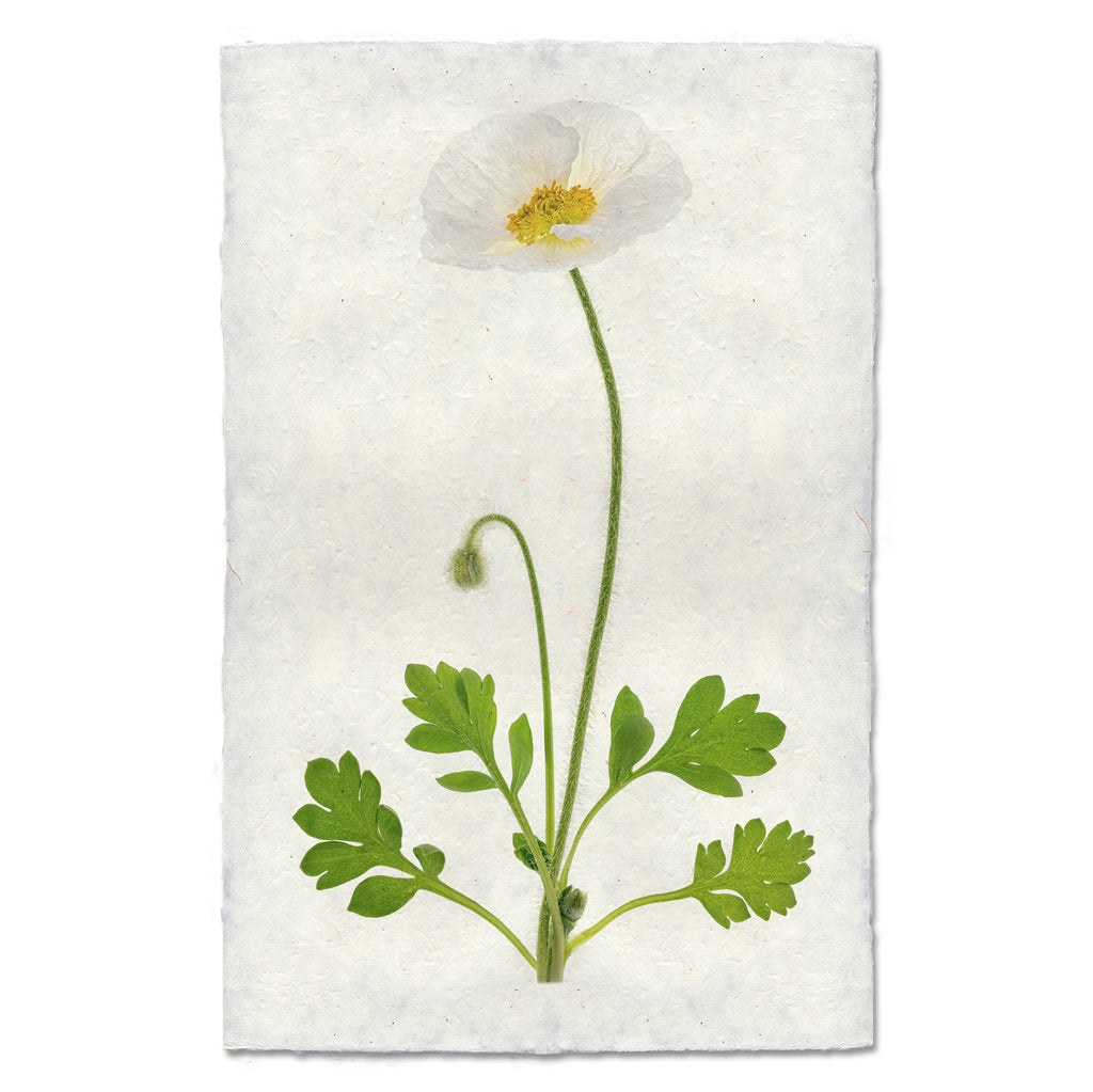 Single Poppy #4 floral wall art print — fine art botanical photography on handmade paper, San Francisco
