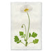 Single Poppy #4 floral wall art print — fine art botanical photography on handmade paper, San Francisco