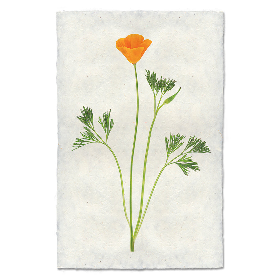 Single Poppy #1