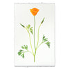 Single Poppy #2