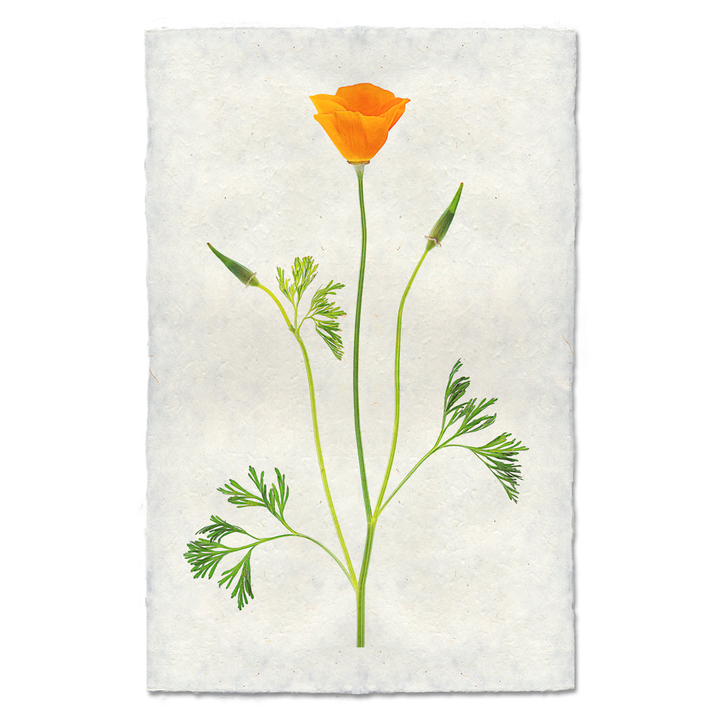 Single Poppy #2