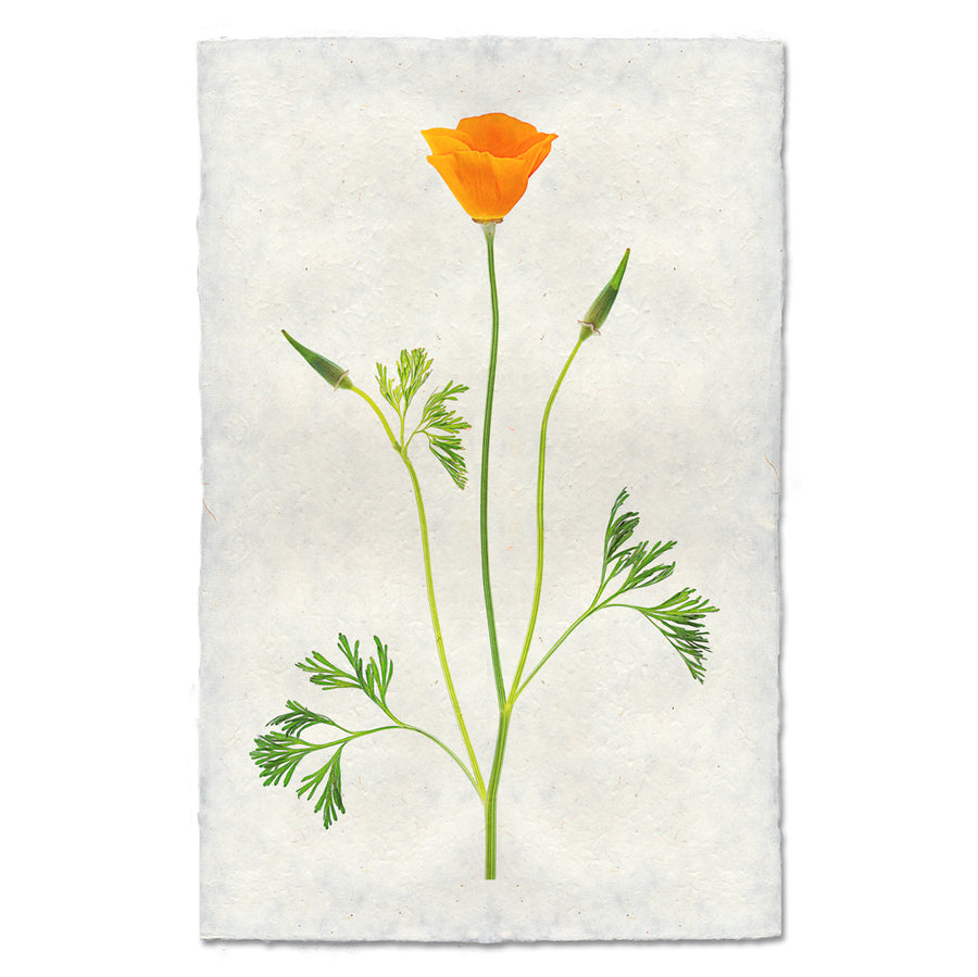Single Poppy #2