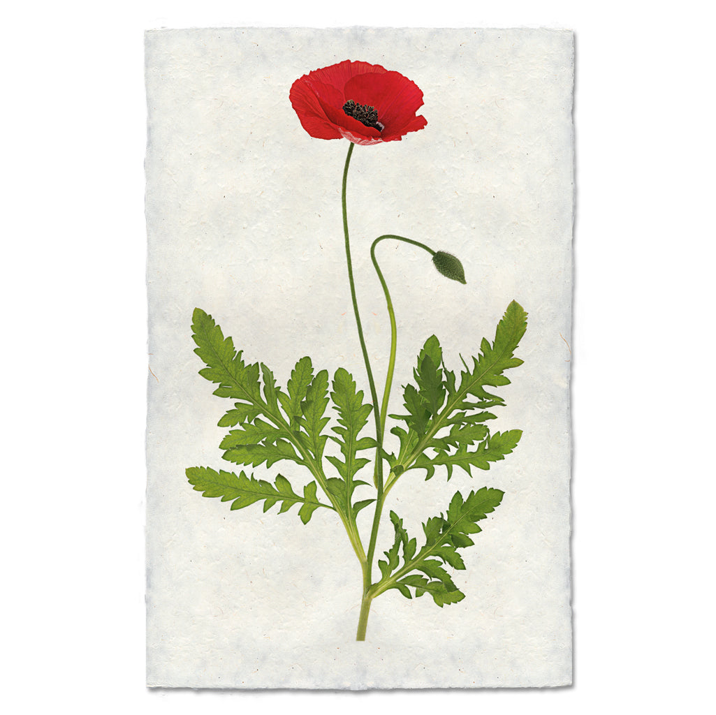 Single Poppy #3 floral wall art print — fine art botanical photography on handmade paper, San Francisco