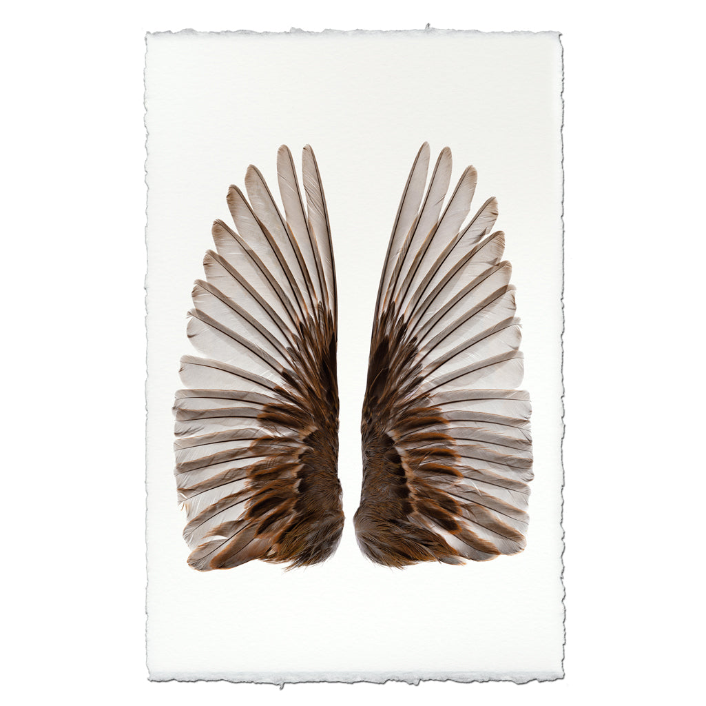 Sparrow Wings