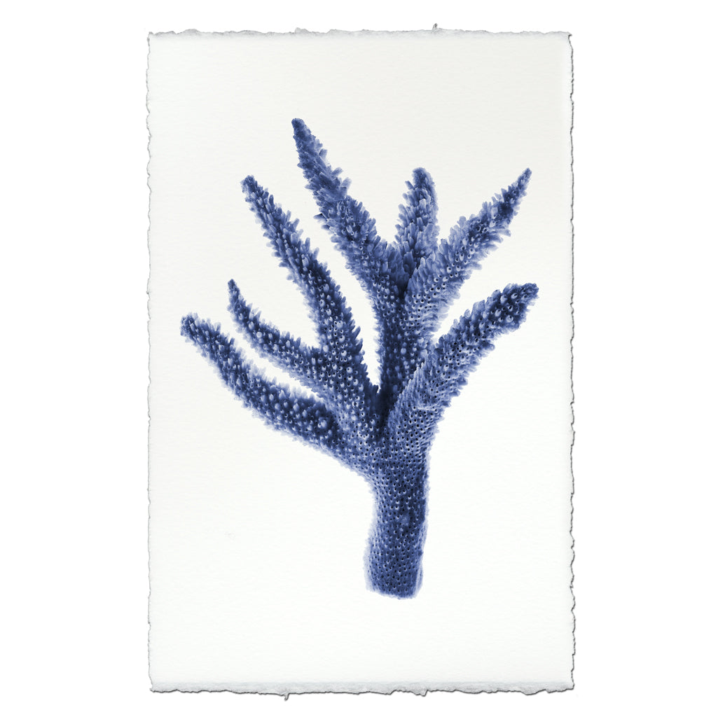 Barloga Staghorn Coral — BARLOGA STUDIOS- fine photographs on intriguing papers