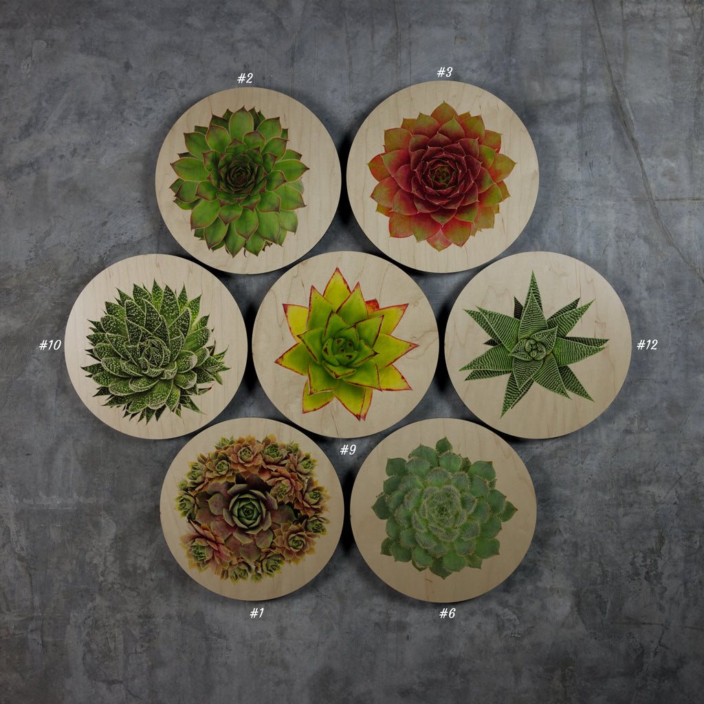 Geometrics - Succulents