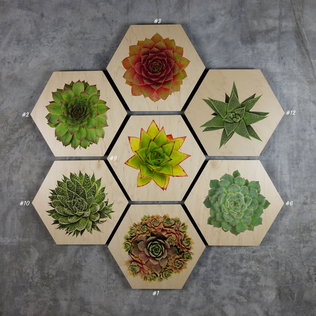 Geometrics - Succulents