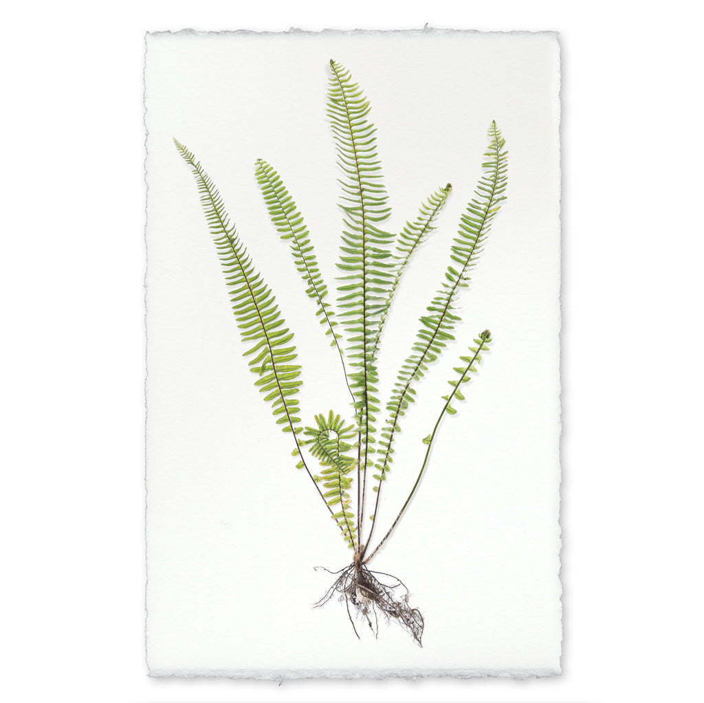 Sword Fern