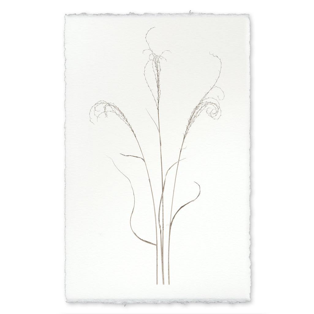 Tiger Grass