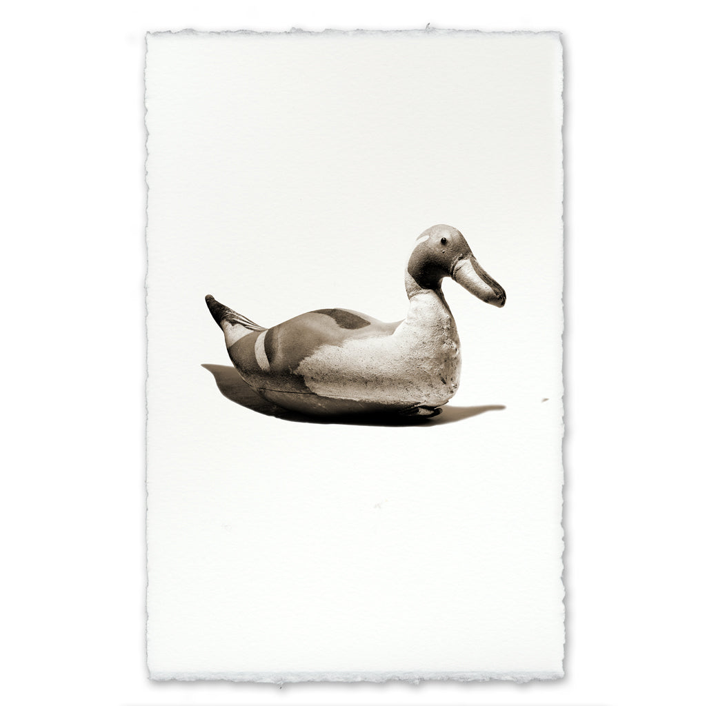Tri-colored Decoy