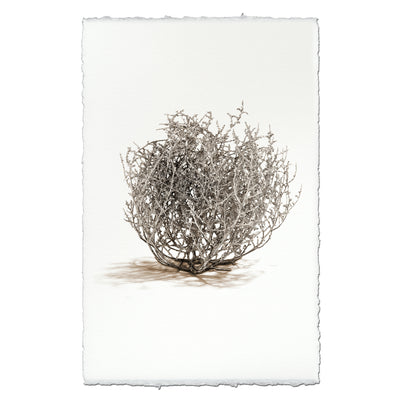 Tumbleweed #1