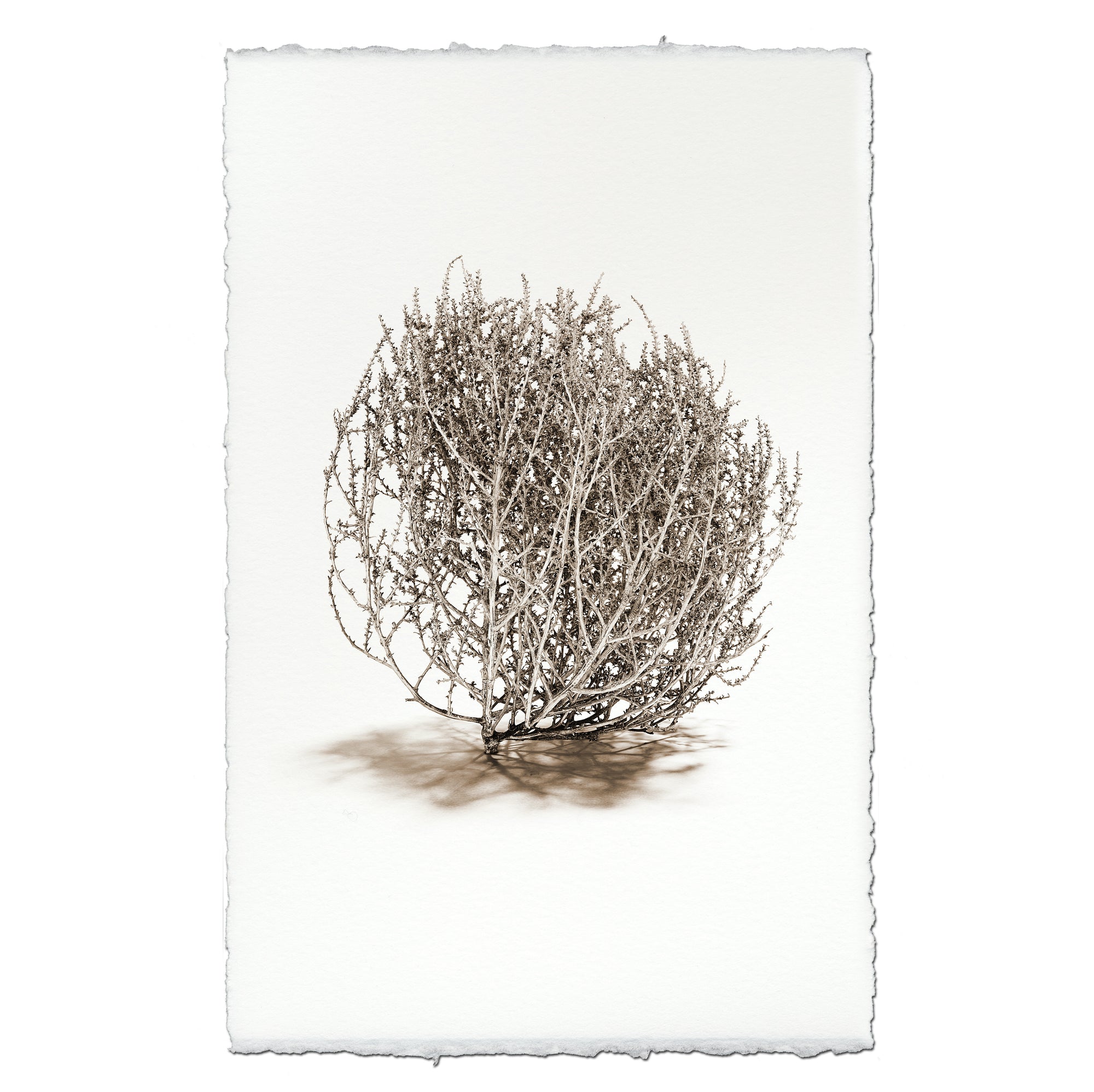 Tumbleweed #2
