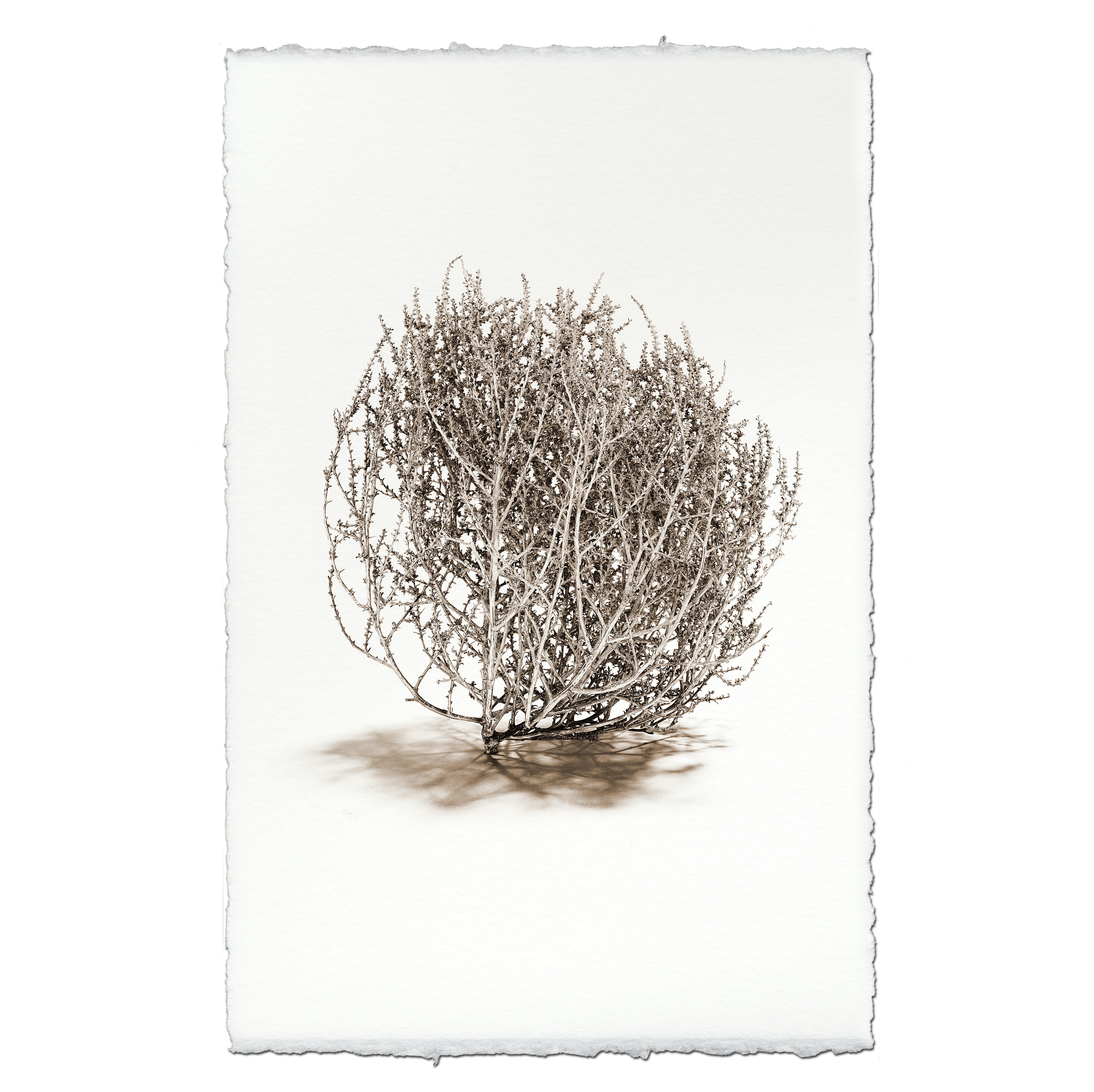 Tumbleweed #2