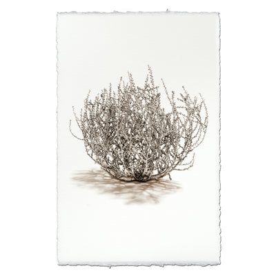 Tumbleweed #3