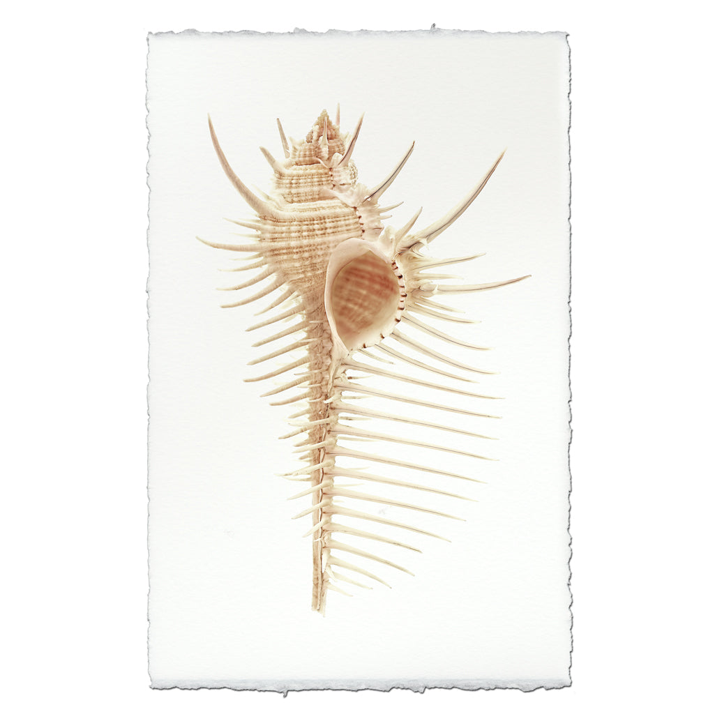 Venus Comb Murex