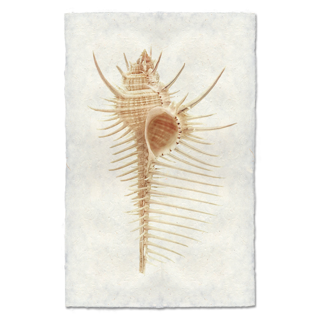 Venus Comb Murex