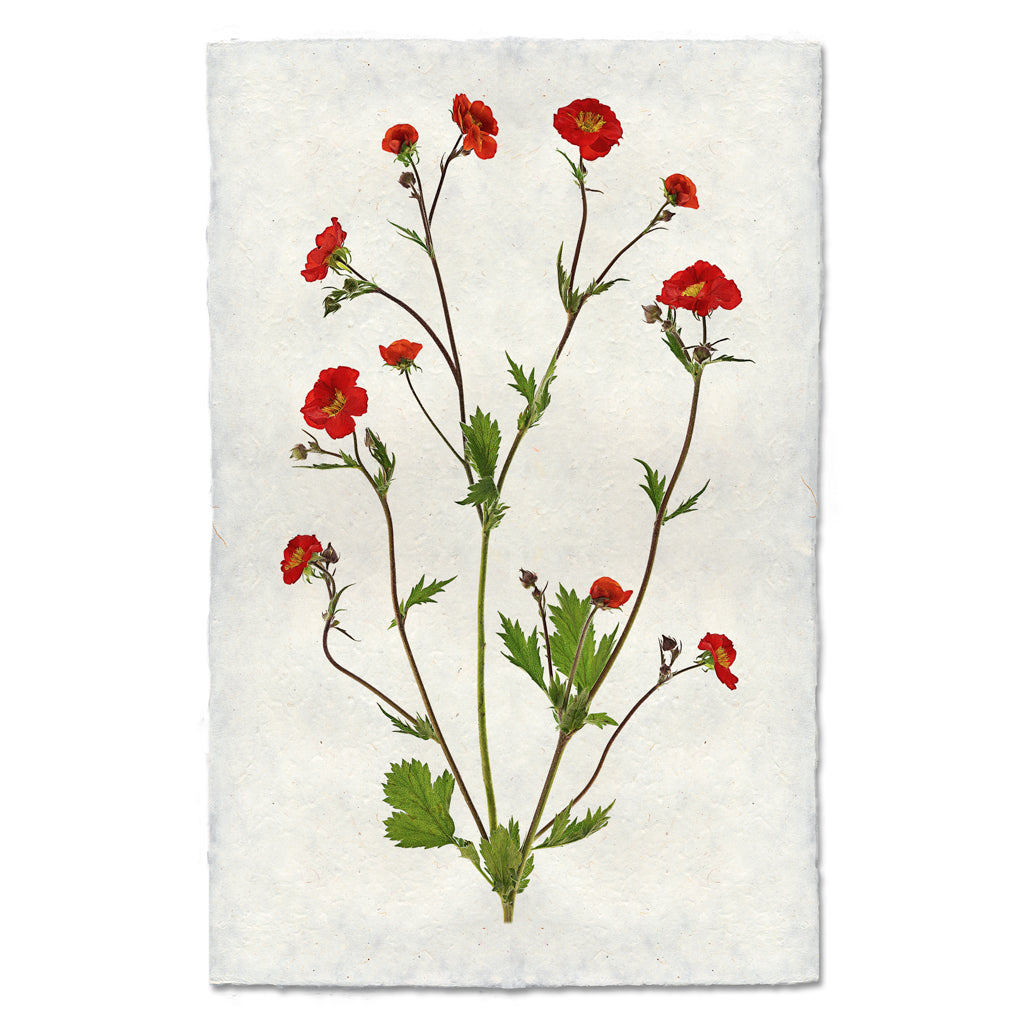 Flora