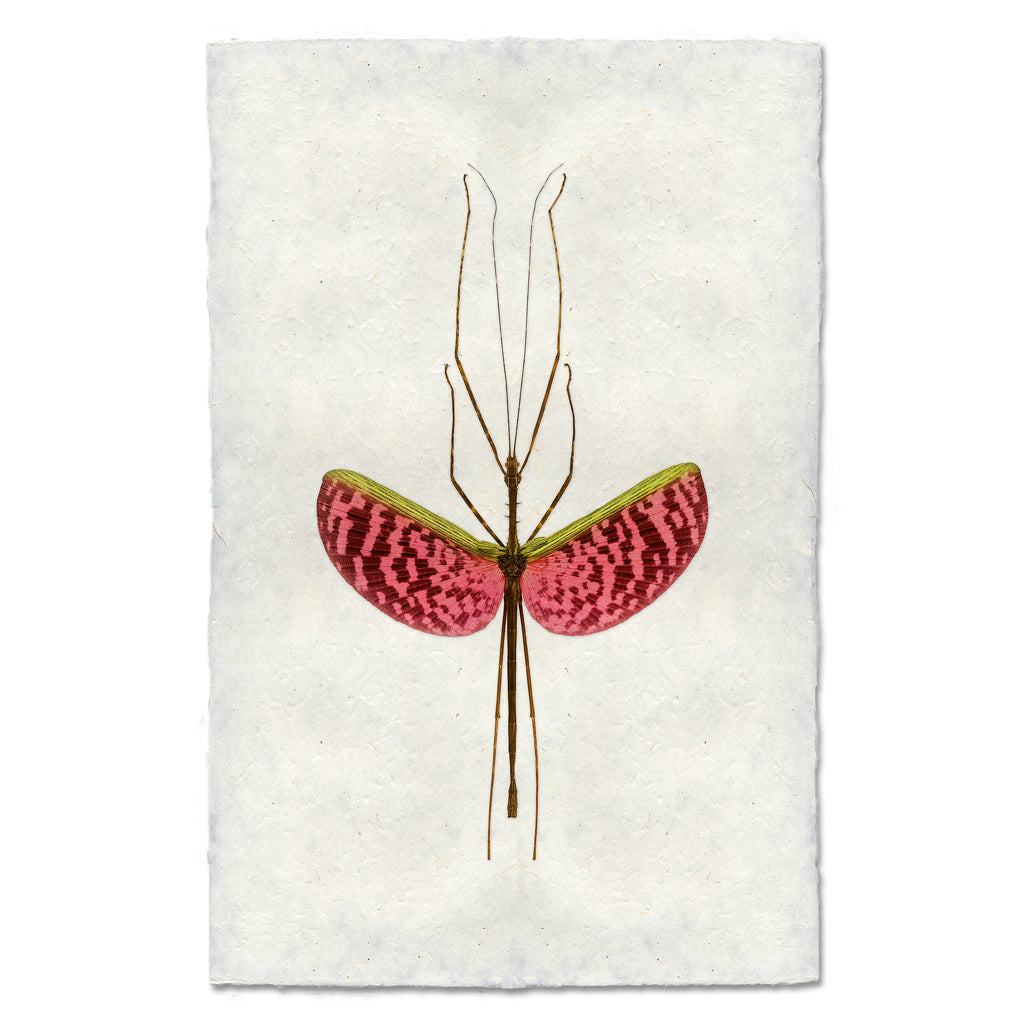 Watermelon Stick Bug