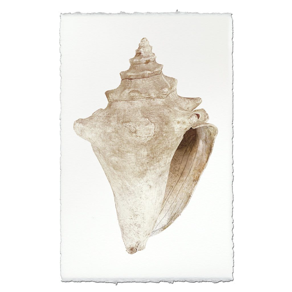 Weathered Conch