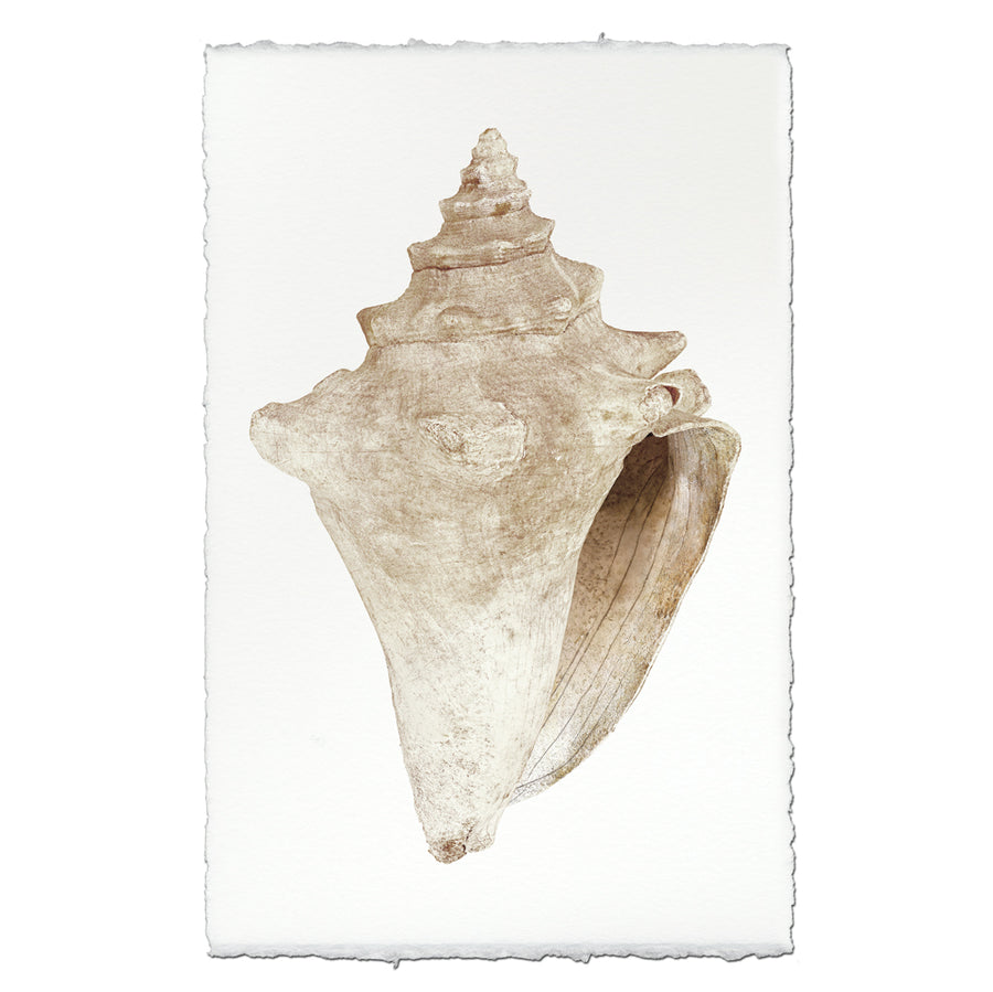 Weathered Conch