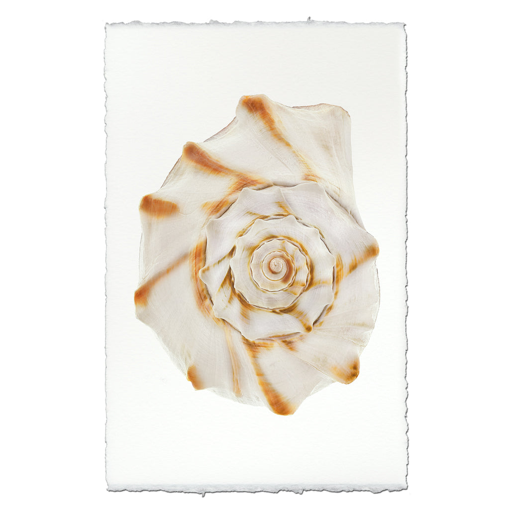 Whelk