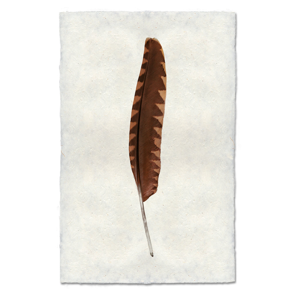 Woodcock colored feather wall art print — fine art feather photography on handmade paper, San Francisco