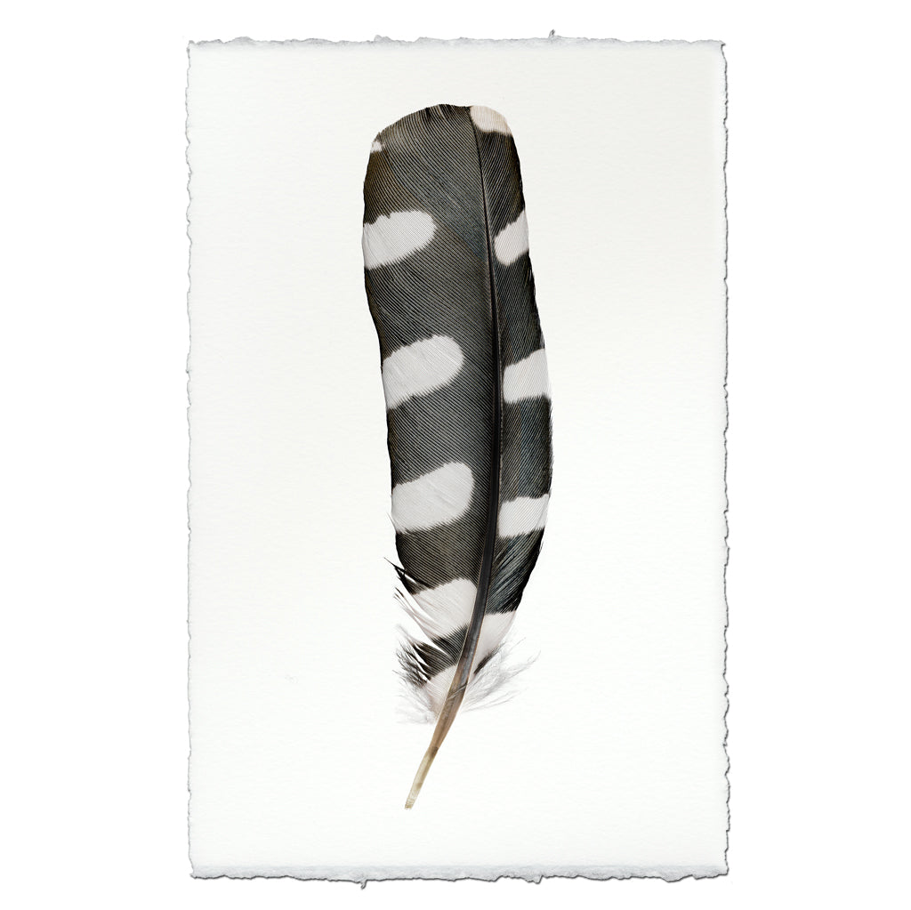 Woodpecker