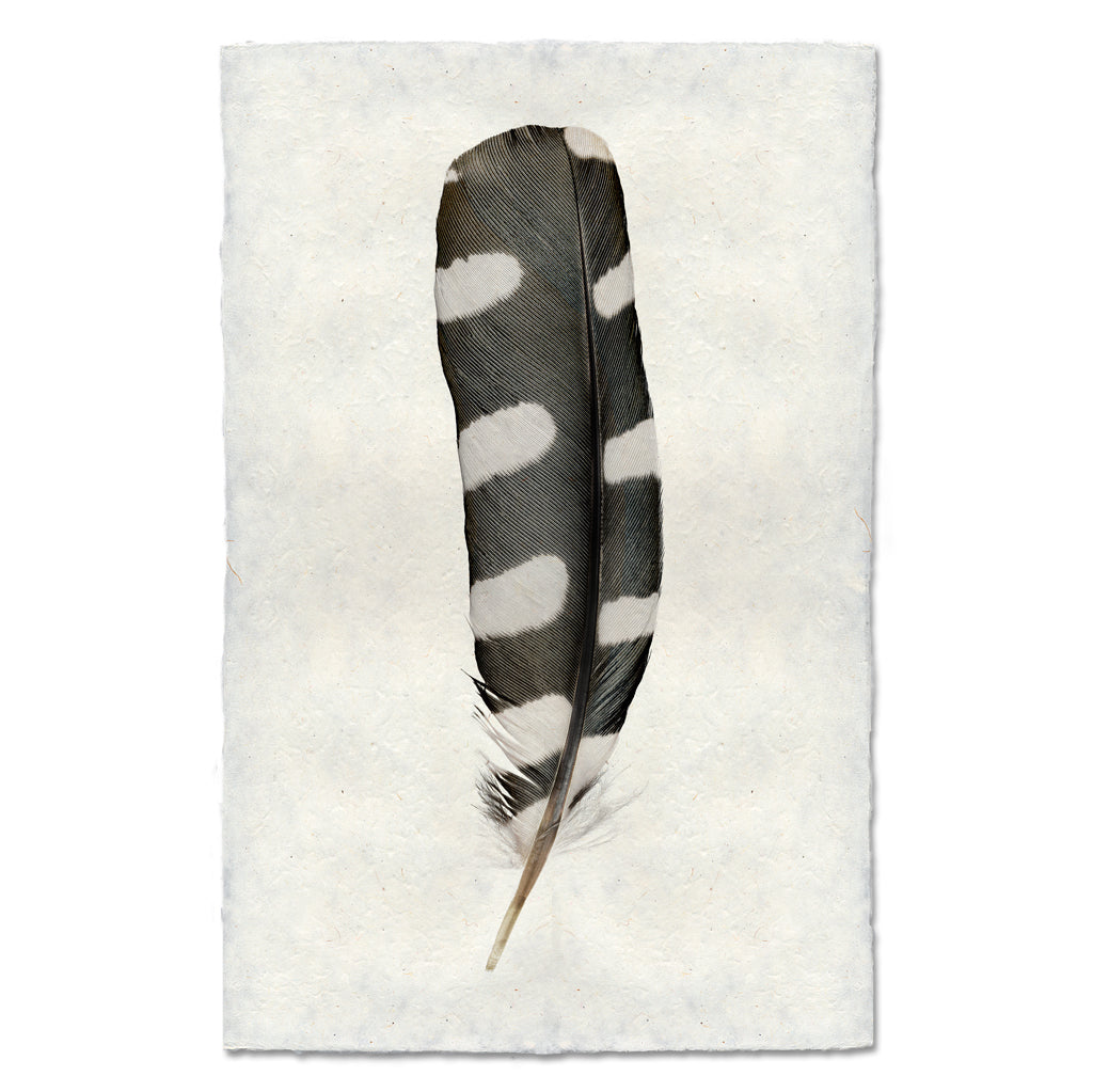 Woodpecker