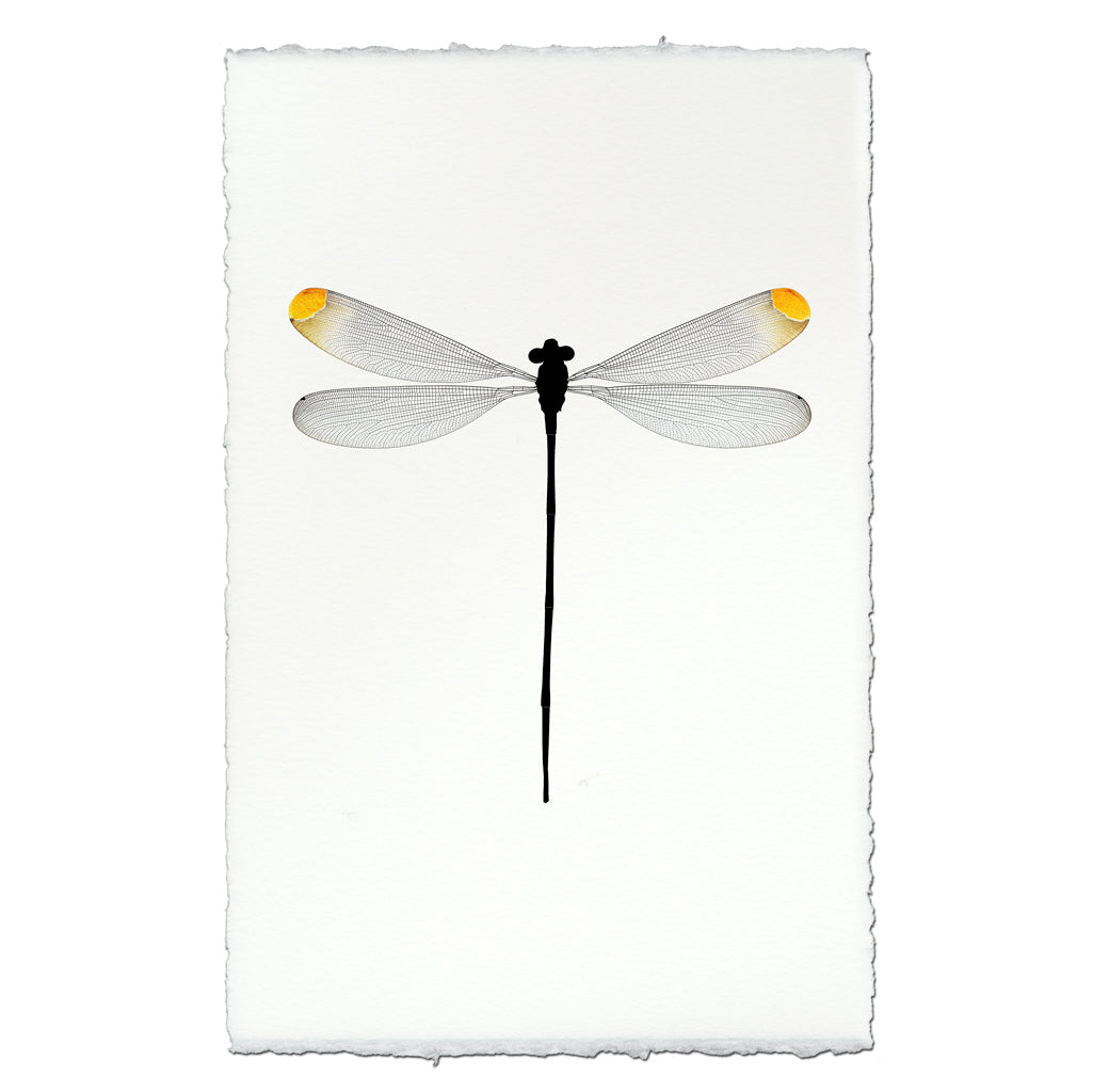 Yellow Tipped Damsel