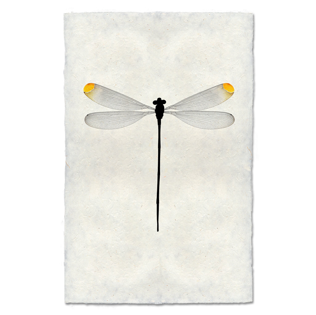 Yellow Tipped Damsel