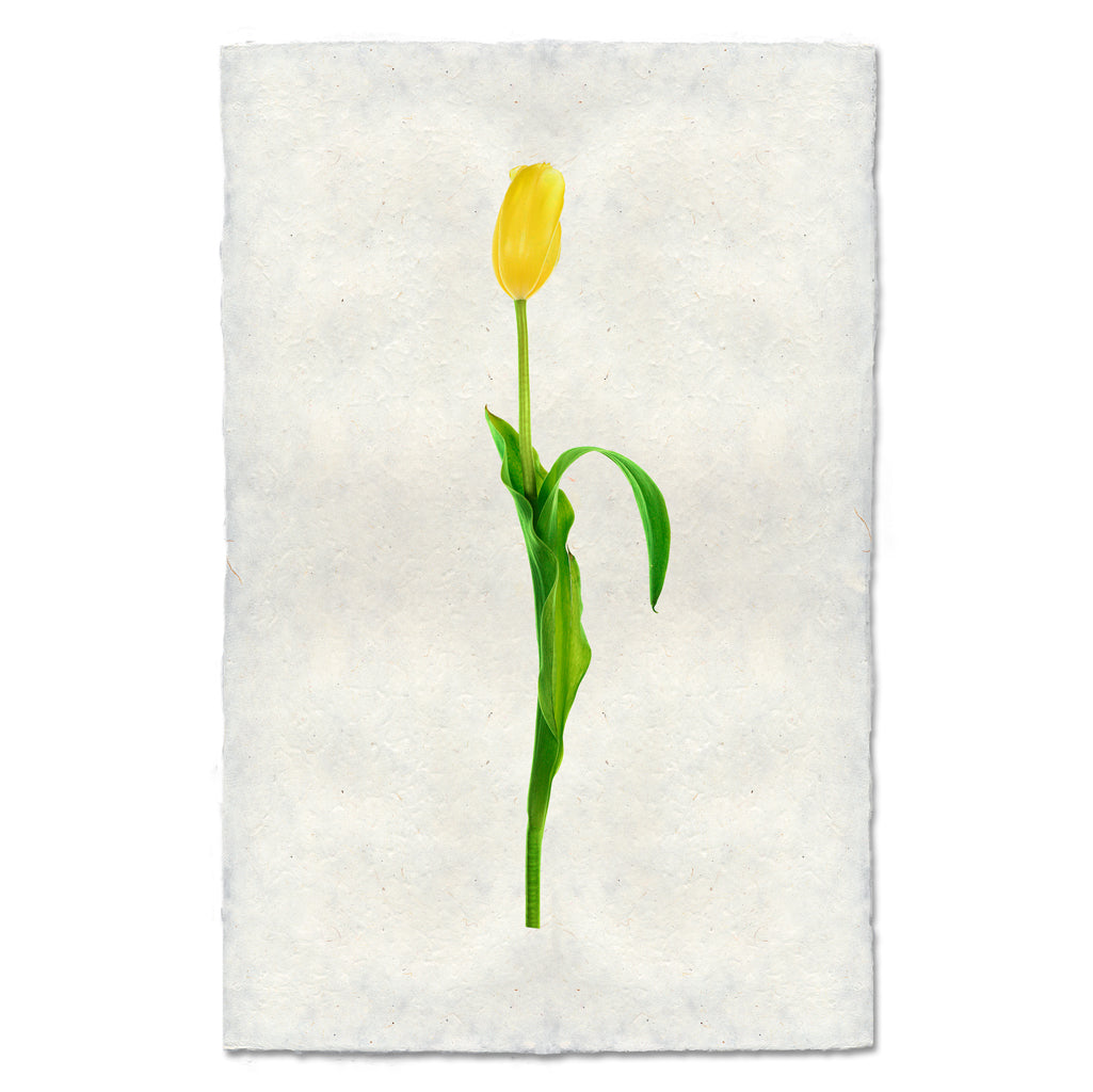 Yellow Tulip