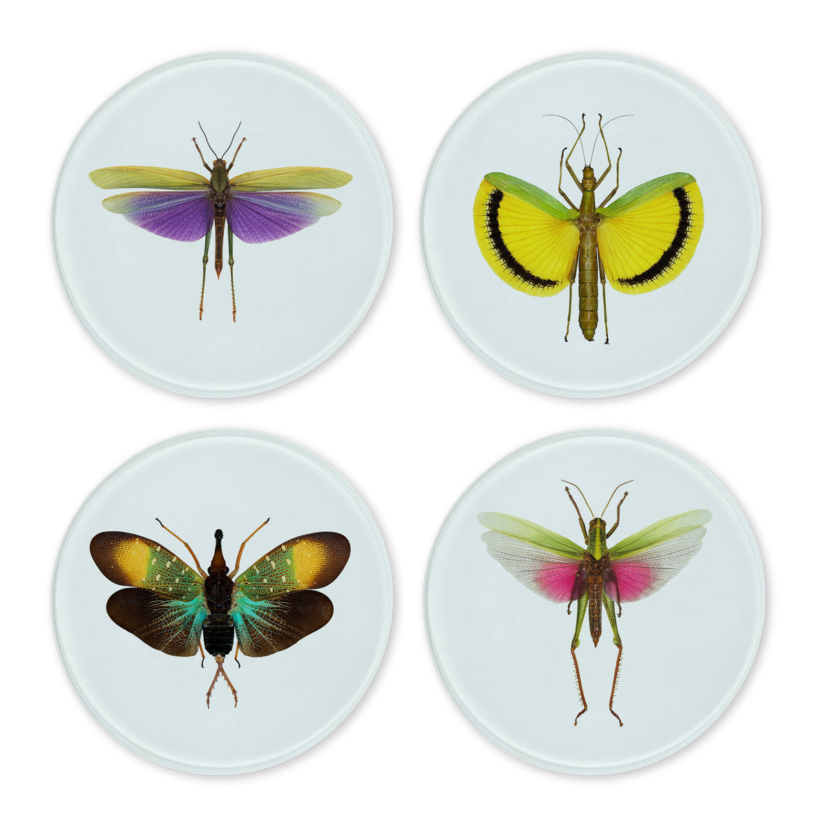 Glass Coasters (set of 4) - Bugs | Insect Photo Coasters — BARLOGA ...