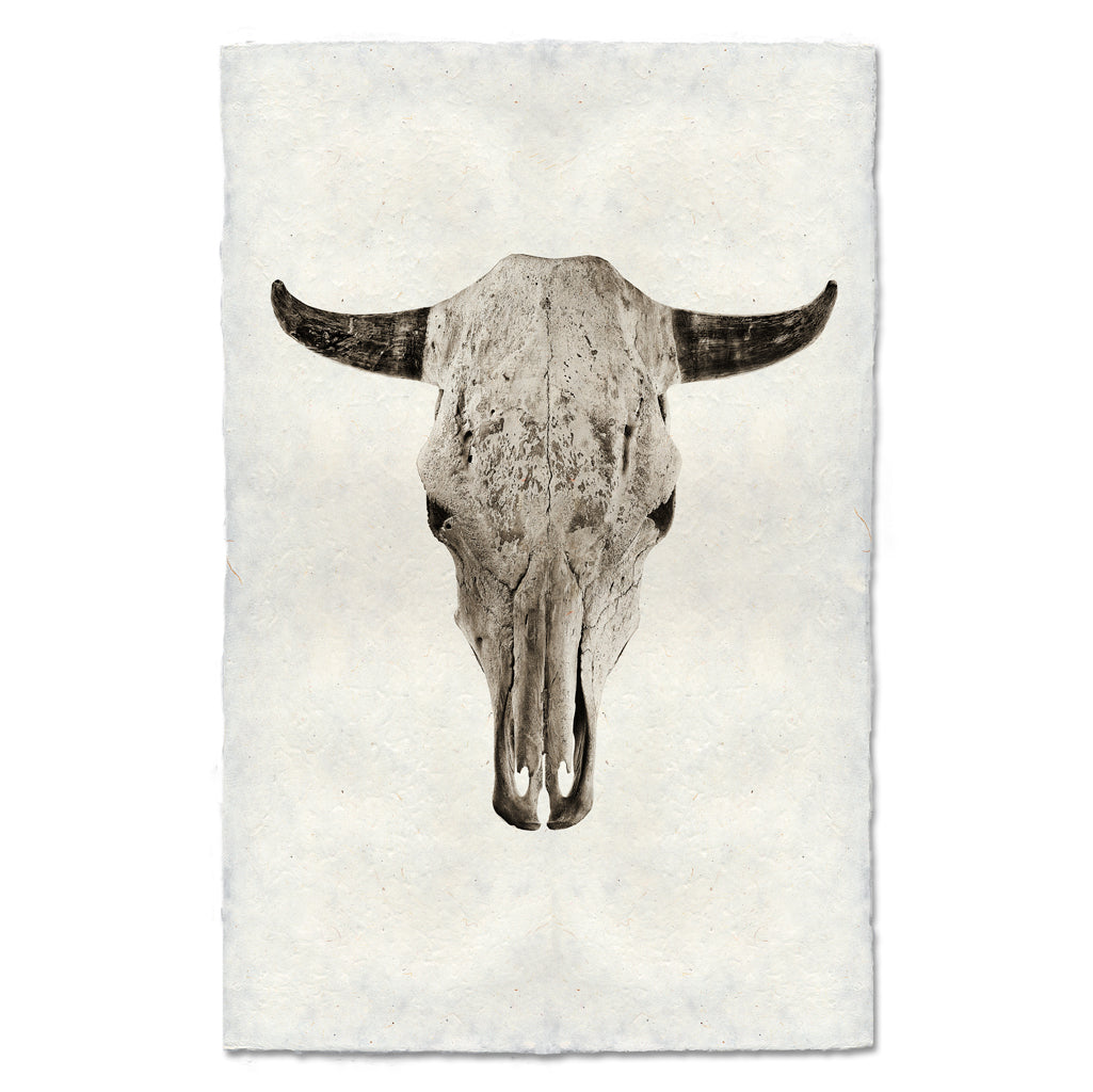 Steer Skull