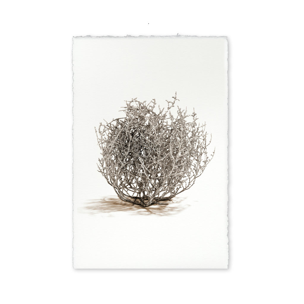 Tumbleweed #1