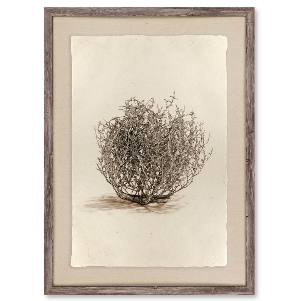Tumbleweed #1