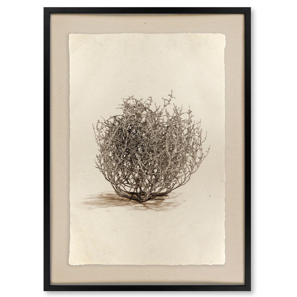 Tumbleweed #1