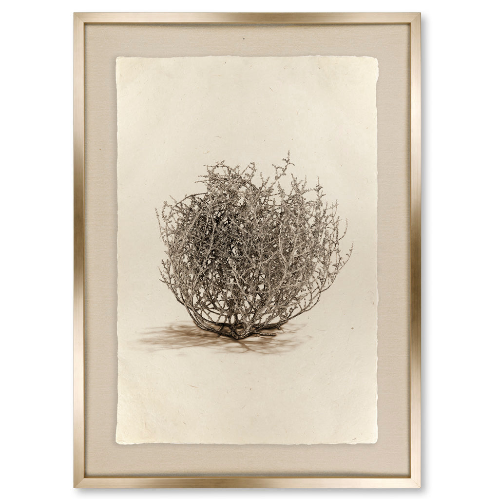 Tumbleweed #1