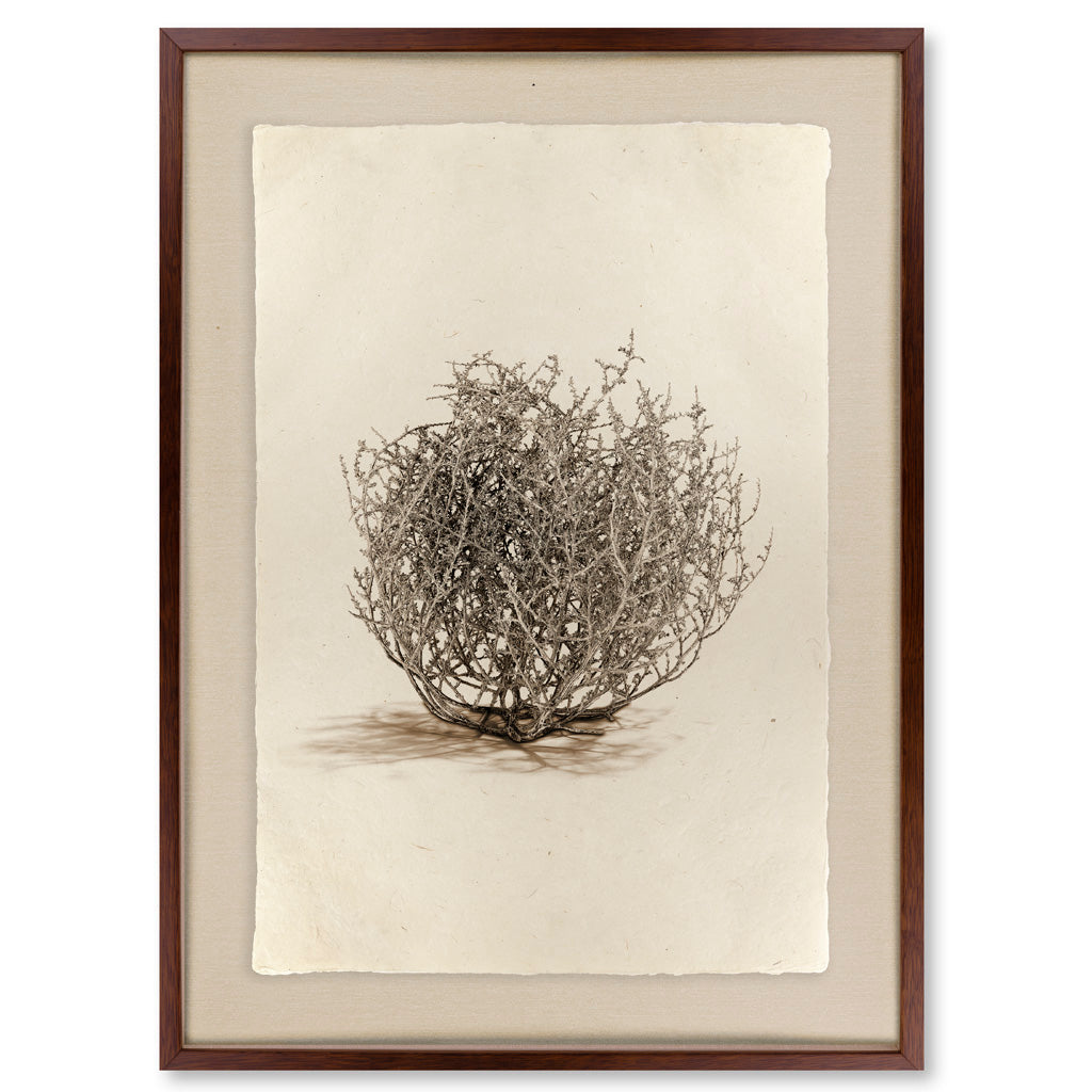 Tumbleweed #1