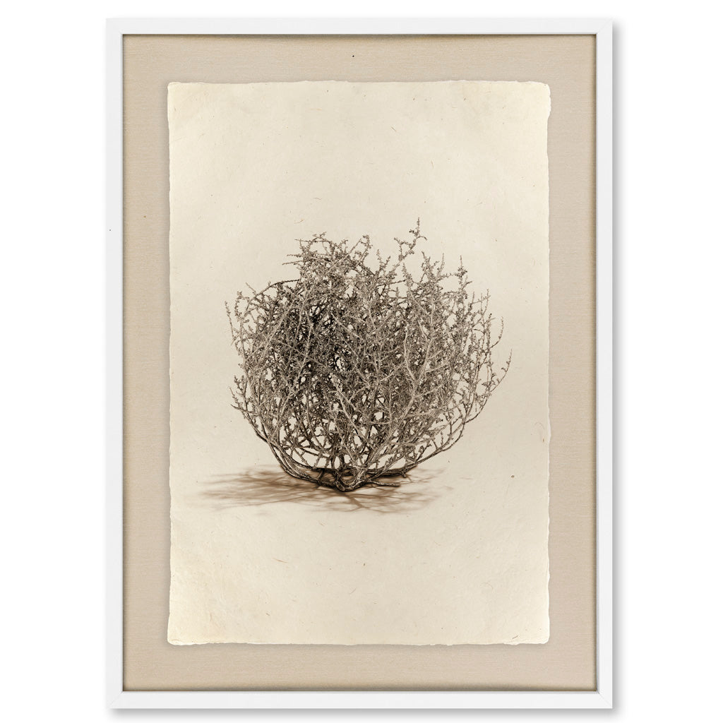 Tumbleweed #1