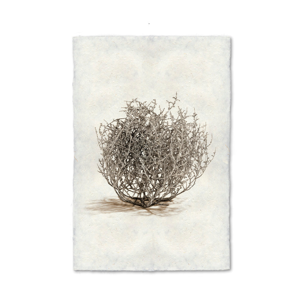 Tumbleweed #1